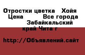 Отростки цветка  “Хойя“ › Цена ­ 300 - Все города  »    . Забайкальский край,Чита г.